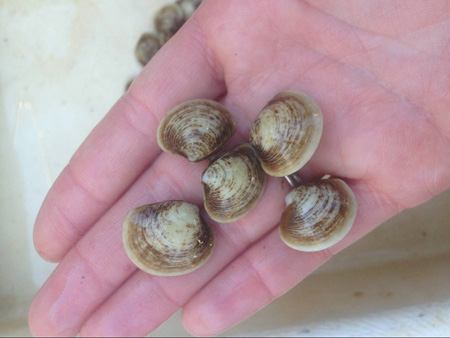clam sizes